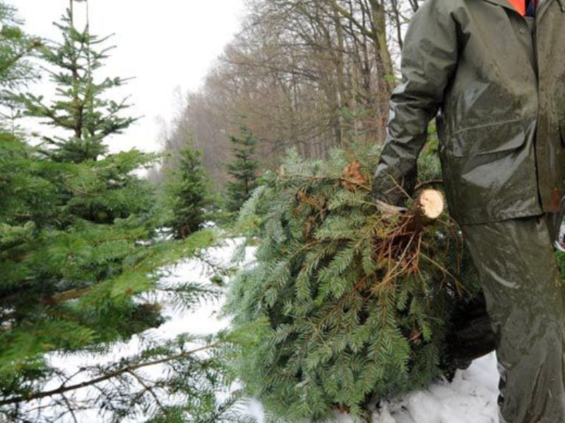Правительство Абхазии намерено защитить деревья республики во время Нового  года - Кавказский рубеж